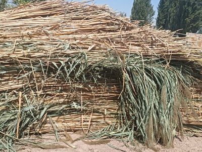 qamich lombazga 5-6 metirliy
