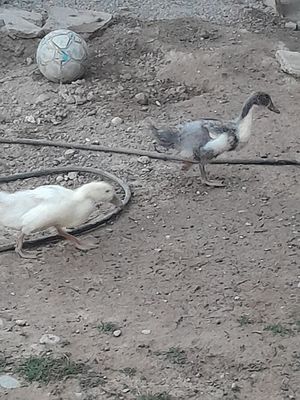 O'rdaklar sotiladi