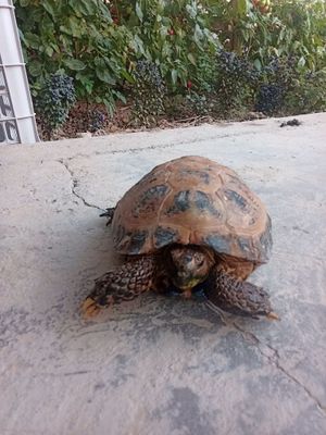 Uy toshbaqasi,yoshi 1,5 da