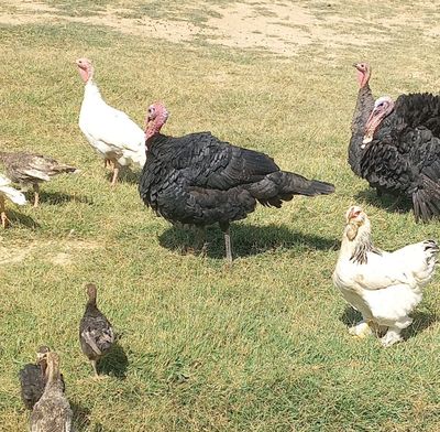 Kurkalar sotiladi 2 ta makyon 1 ta xòroz,1,5 yosh