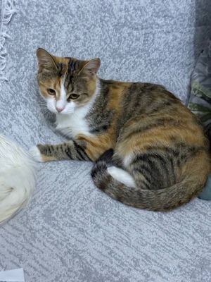 Кошка отдам даром