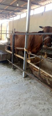 Ona bola sigir sotiladi bolasi buqacha