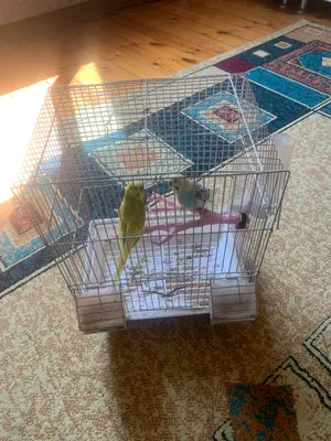 Продам семейную парочку попугаев с клеткой