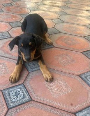 doberman kuchuk sotladi доберман щенки прадется