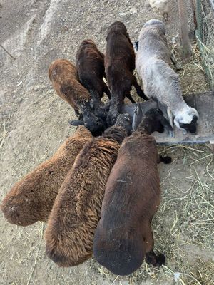 14 ta qo’y qo’zi sotiladi srochni,43 ta beda,qo’y moshinka,ukolari qos