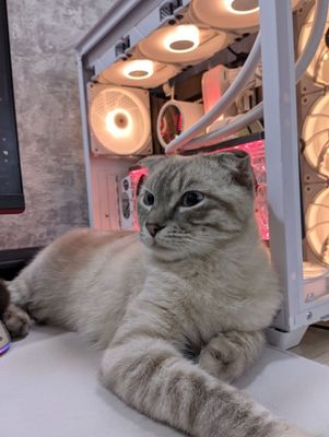 Шиншилла фолд мальчик