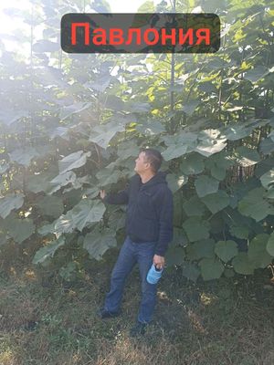 павлоняа кочати олинавли 0195 эфте шантун