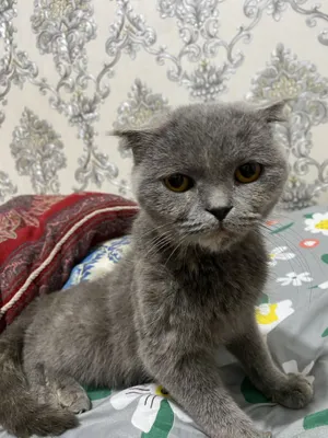 Skotish fold yaxsh boqilgan