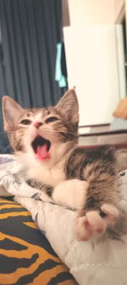 Пристраивается Котенок (мальчик)
