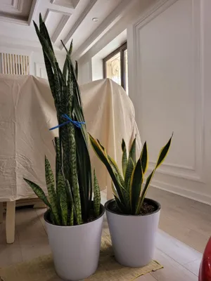 Комнатные растения