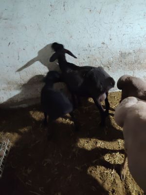 Soglom zottor qo'yla sotiladi