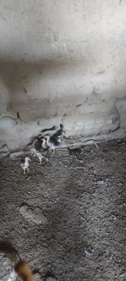 Куланги жужалари 40 кунлик