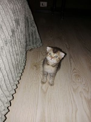 Шотландский котёнок