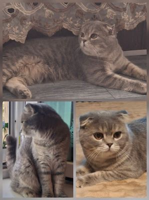 Продаётся шикарный котёнок шотландский вислоухий скоттиш фолд мальчик.