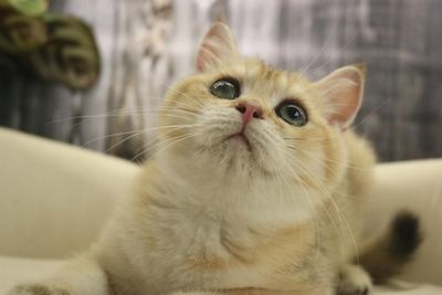 Мальчик чистокровный британец с окрасом золотая шиншилла