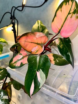 Philodendron Pink princess