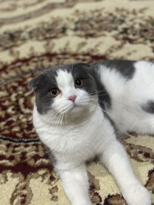 scottish fold sotiladi