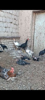 Dakan jojala sotiladi