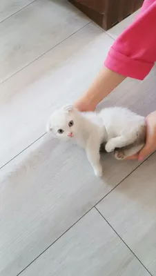 Замечательный вислоухий котенок, с красивыми глазами, мальчик