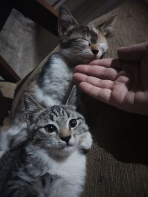 Отдам котят в хорошие руки