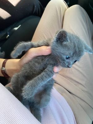Кошка пародная касали йок 40 гунлик огил кизам бо