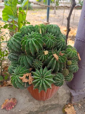 Echinopsis Kaktusi