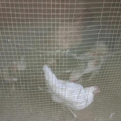 Tovuqlar srochna sotiladi kelishamiz