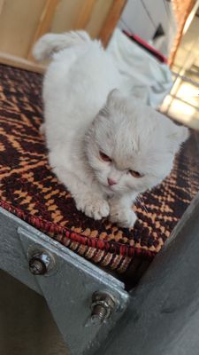 mushuk