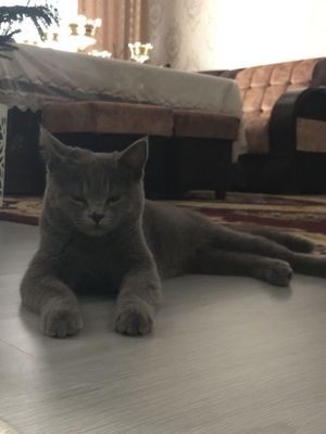 Британский короткошёрстную
