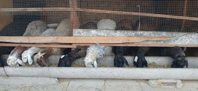 Qoylar sotiladi 17 ta