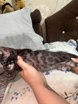 Бенгальские котята