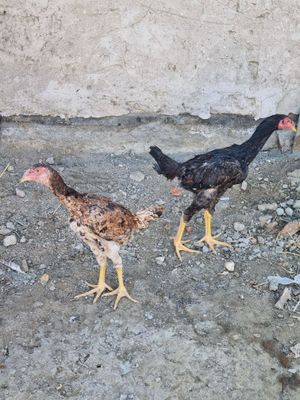 Kulangi jujalari sotiladi