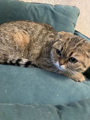 Британская скотиш фолд шиншила