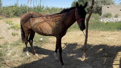 От сотилади гари йук