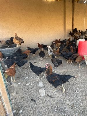 Tavuqlar sotiladi