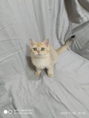 Британская шиншилла