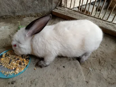 Kaliforniya quyon samarqand 4 oylik