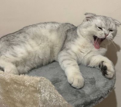 Шотландский вислоухий ,мальчик