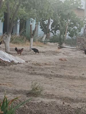 Tovuq sotaman damashniy