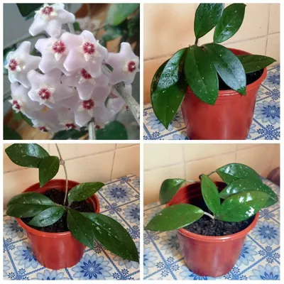 Продам. Хойя. Красиво цветущее растение.