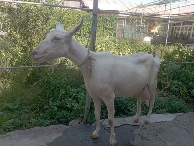 ECHKI BO'G'OZ 4 litr SUTI bor