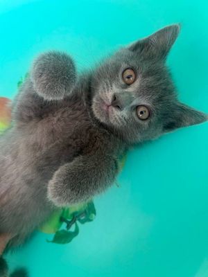 Котята скоттиш страйт