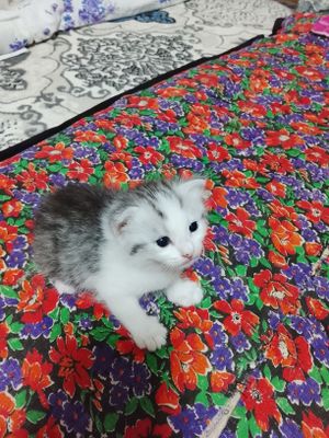 Sotiladi sotiladi.