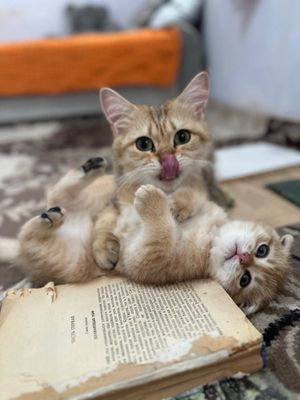 Чистокровные веслоухие котята самцы