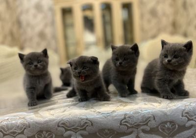 Продаются от правильной вязки идеальные скотиш Фолд и Страйты