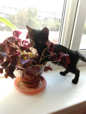 Отдам даром замечательного котенка