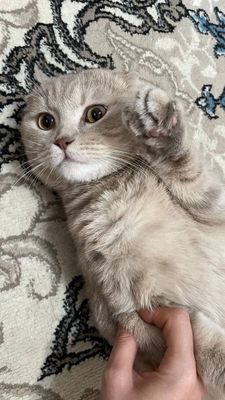 Скоттиш фолд мальчик