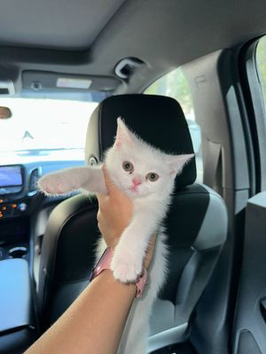 Котята Скоттиш страйт 3 месяца мальчик
