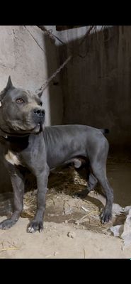 Kane korso toza qon sog’lom