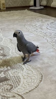 Королевский қизил патлик Jako (Жако) 4 ойлик толик, ручной